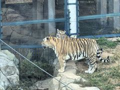 -大连森林动物园