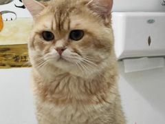 -柴迷FANS CLUB·柴犬狗咖·猫咖