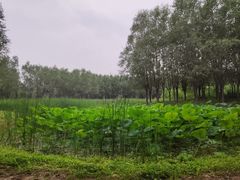 -东郊湿地公园