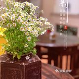 海边不只有海鲜，也可以古风品茗