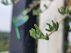 -三圣花乡旅游区