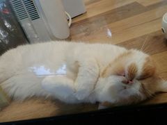 -袖虎·猫馆(体育西路店)