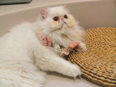 -More Fun猫咖 二十只万元加菲主题
