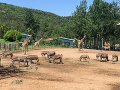 -大连森林动物园