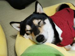 -逗柴咖啡屋·狗咖猫咖宠物桌游
