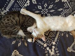-平行世界·猫咖(首经贸店)