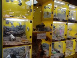 -神奇动物撸宠馆·羊驼·小浣熊·异宠(豫园店)