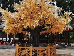-广东圆玄道观