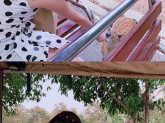 -清迈夜间动物园