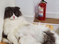 -李小姐の猫咖啡馆(五角场店)
