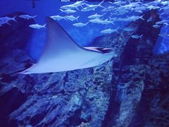 -海合安武汉极地海洋公园