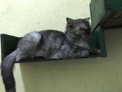 -猫色咖啡·猫咖