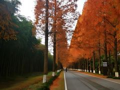 -黄海国家森林公园