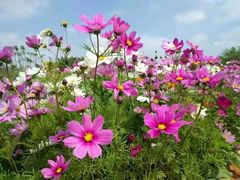 -松山湖梦幻百花洲