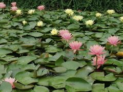 -西部兰花园生态园