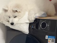 -艾贝尔宠物医院·24H转诊中心·肿瘤猫专科(江宁双龙店)