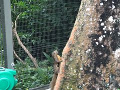 -新加坡飞禽公园