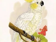 -八哥美术·成人美术画室(总校区)