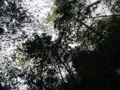 -大奇山国家森林公园