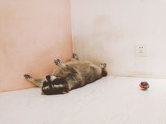 -浣熊柯尔鸭土拨鼠·电玩咖