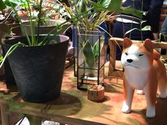 -柴务处·柴犬主题狗咖