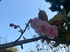 -天适樱花悠乐园