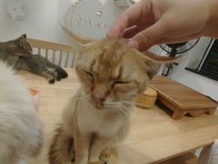 -楼上猫咖(罗湖店)