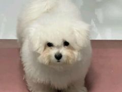 -翊宠yipet猫狗购宠庄园犬舍•猫舍