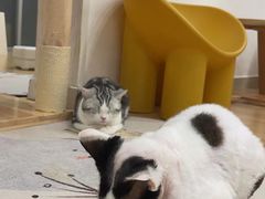 -有喵·猫咖·狗咖·30几只猫10只小狗(岗厦店)