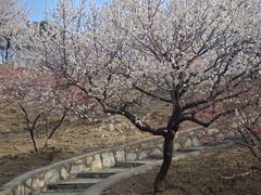 -北京西山国家森林公园