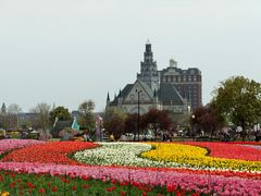 -荷兰花海