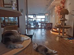 -猫小主咖啡·猫咖cat cafe(福田店)