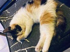-平行世界·猫咖(首经贸店)