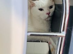 -北京观赏动物医院·24小时大型综合·猫专科·异宠专科