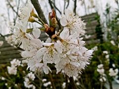 -合肥滨湖国家森林公园