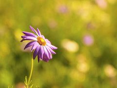 -上海佘山国家森林公园西佘山园