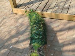 -长白岛森林公园