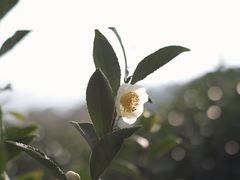 -树山生态村