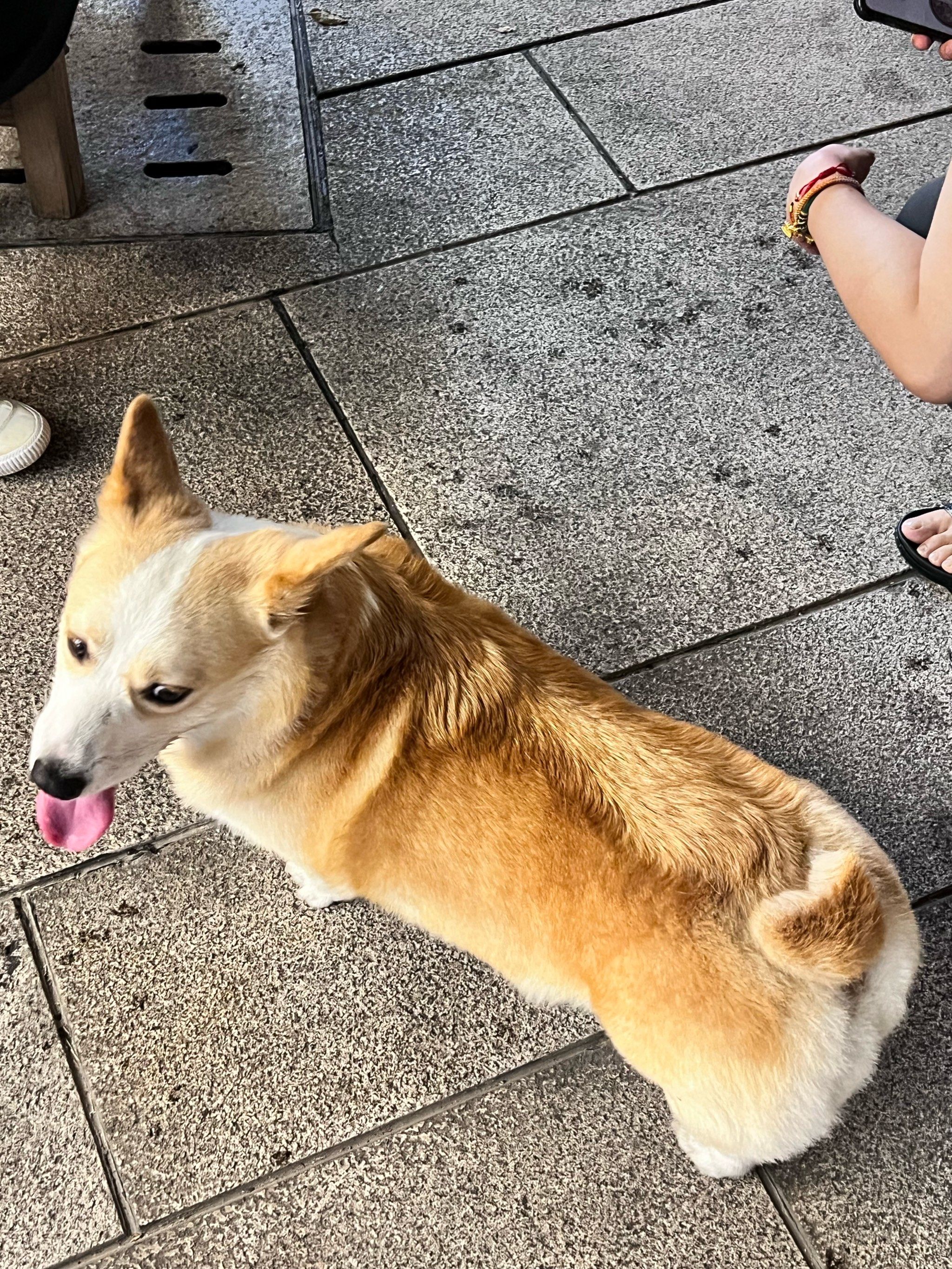 随时随地给你比心的小柯基