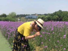 -大塘金香草谷