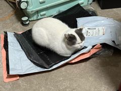 -伟伟宠物医院·瑞派猫友好医院·猫科(光谷店)