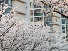 -高东镇樱花园