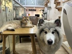 -李小姐の猫咖啡馆(五角场店)