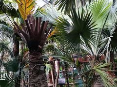 -呀路古热带植物园