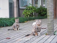 -上海财经大学(国定路校区)