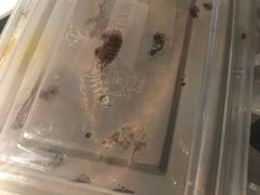 -老头儿油爆虾(星光一期店)