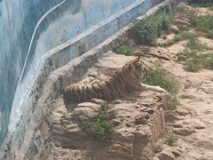 -西霞口神雕山野生动物世界