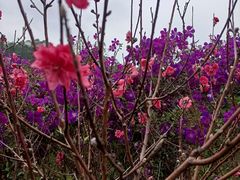 -南国桃园旅游度假区