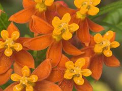 -北京植物园-展览温室