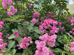 -新虹桥中心花园